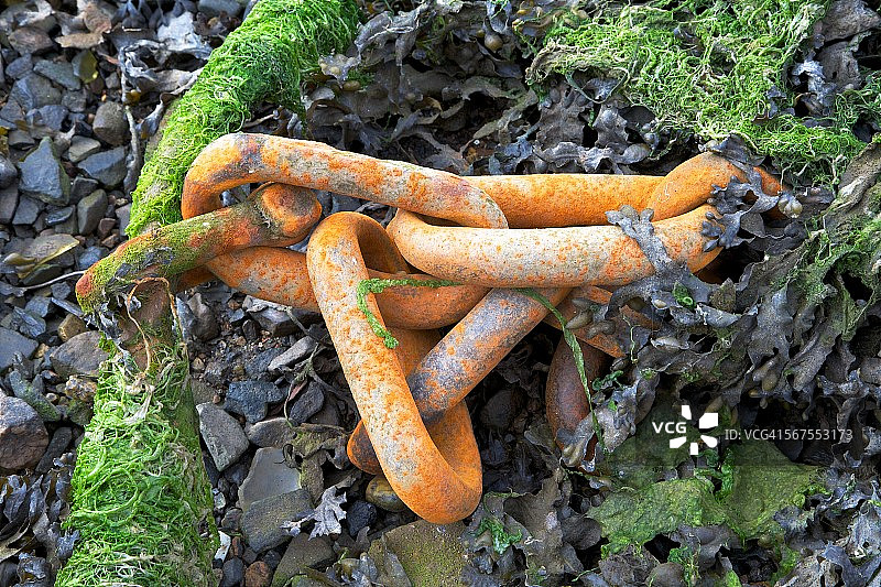 海藻上生锈的链条图片素材