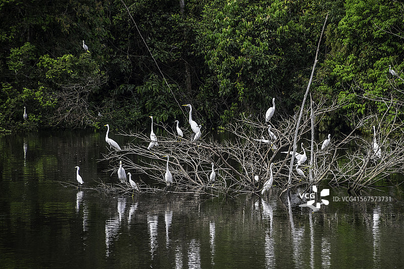 苍鹭群集图片素材