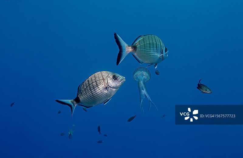 紫条纹水母遭遇鲷鱼图片素材