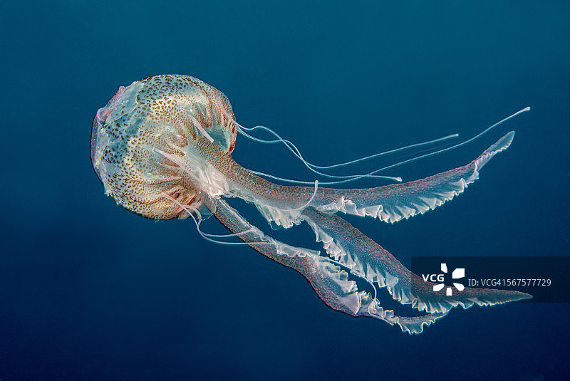 紫纹海蜇图片素材