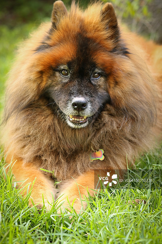 漂亮的年长欧亚犬图片素材
