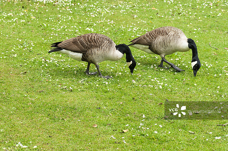 两只鹅在吃草图片素材