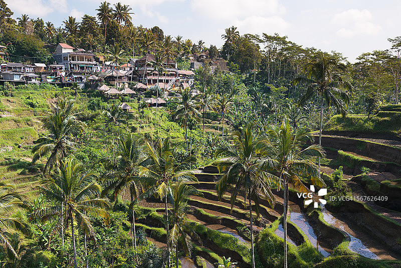 巴厘岛德格拉朗梯田图片素材