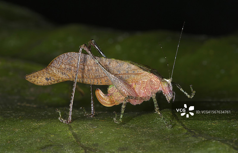 cf latipennis细颈蜂图片素材