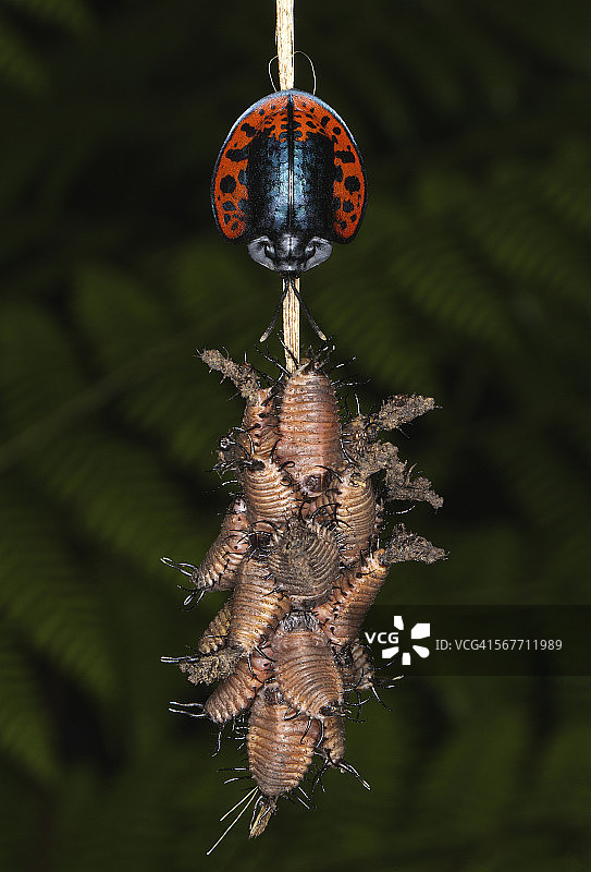 尤金莎·玛尔塔图片素材