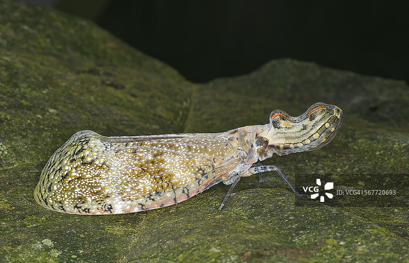 笼灯蛾图片素材