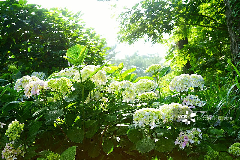 淡黄色绣球花图片素材