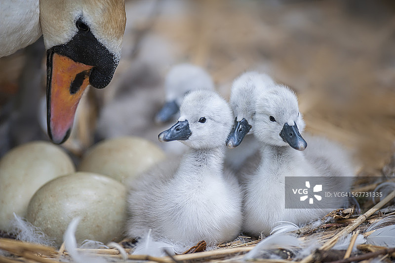 疣鼻天鹅与小天鹅和蛋图片素材
