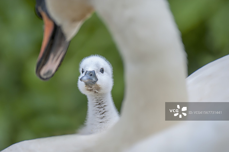 疣鼻天鹅和幼鸟图片素材
