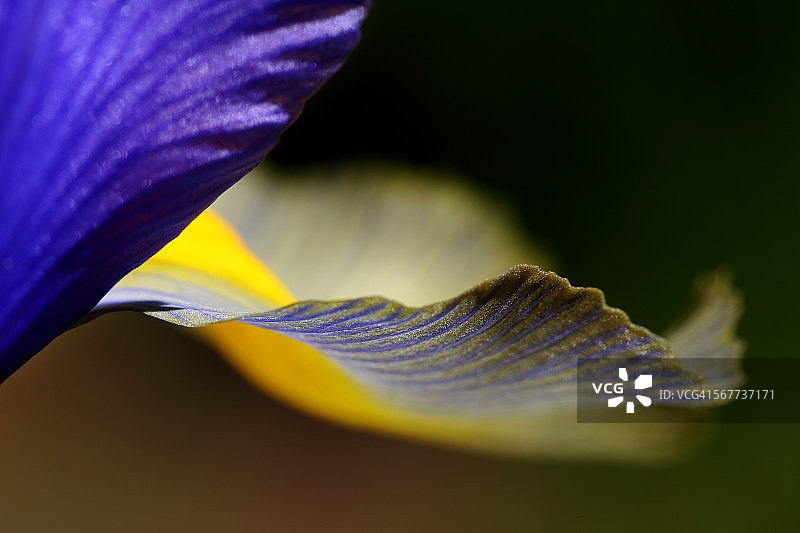荷兰鸢尾花花瓣细节图片素材