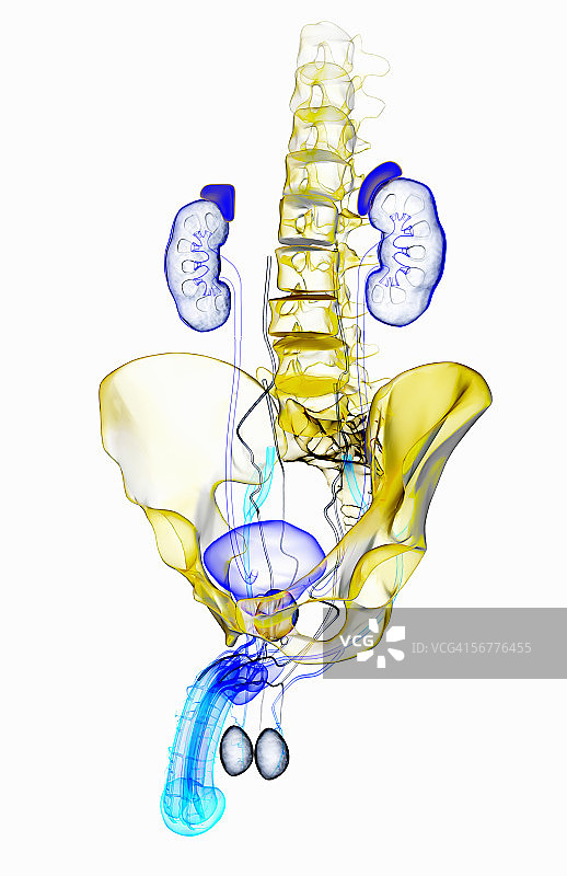 男性泌尿生殖系统的四分之三侧视风格化X光片图片素材