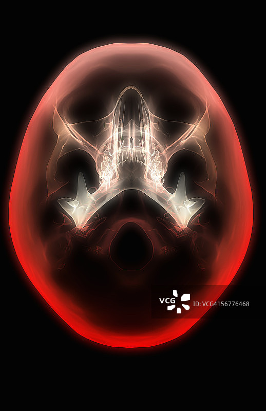 风格化的头骨X光下视图图片素材