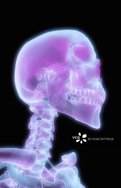 骨骼头部和颈部区域的X光侧视图图片素材