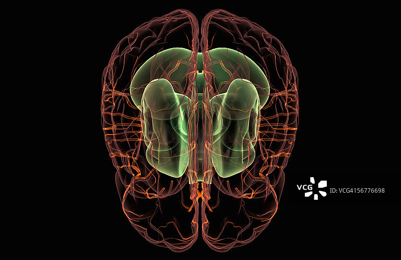 透明大脑的优质风格化视图，动脉可见图片素材