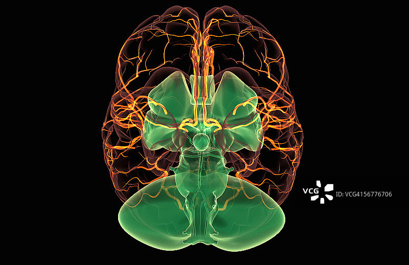 透明大脑和可见动脉的不规则风格化视图图片素材