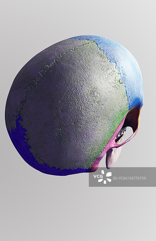 头骨的后视图图片素材