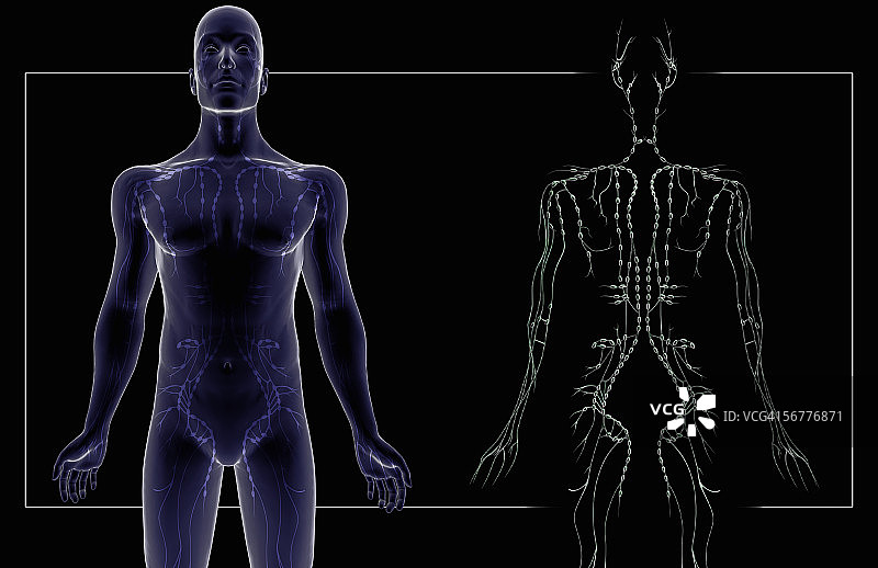 淋巴系统前视图图片素材