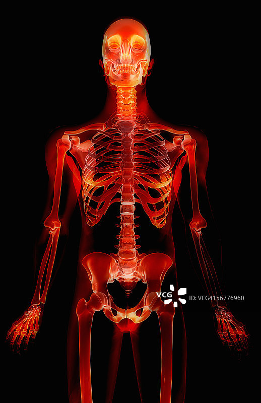 X光身体内的人体骨骼前视图图片素材