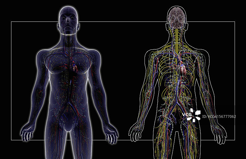 人体主要系统前视图图片素材