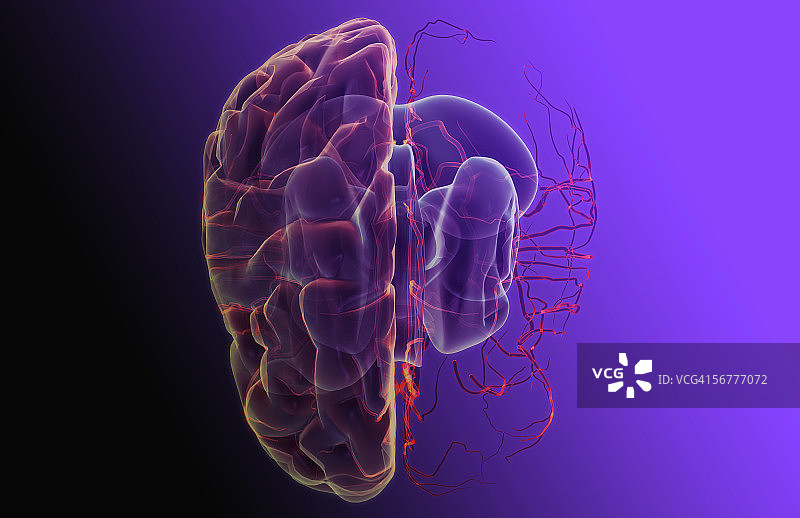 风格化的脑部和主要动脉血管俯视图（左半球已移除）图片素材