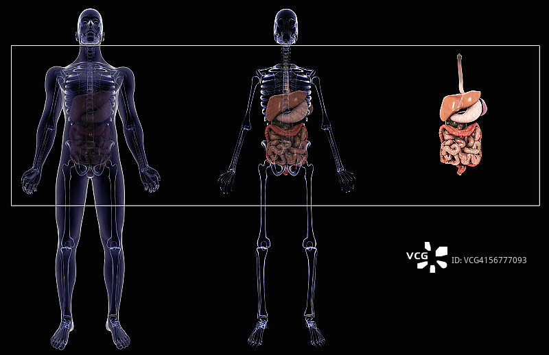 X光男性人体内的消化道骨骼插画图片素材