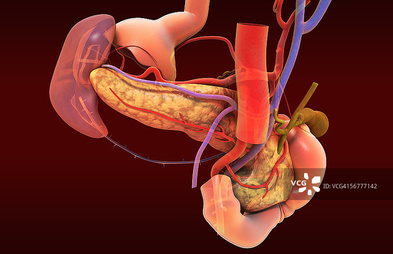 胰腺和淋巴结后视图图片素材