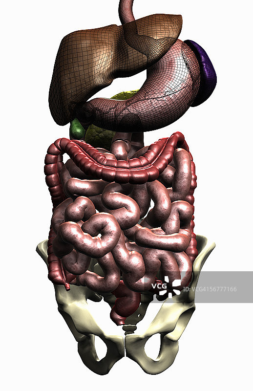 胃肠道系统正面示意图图片素材