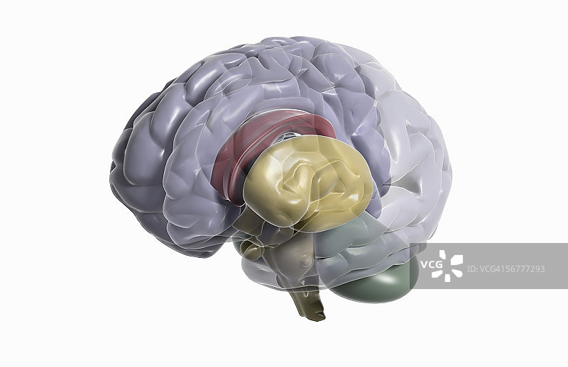 四分之三侧视大脑，左半部分大脑逐渐消失图片素材
