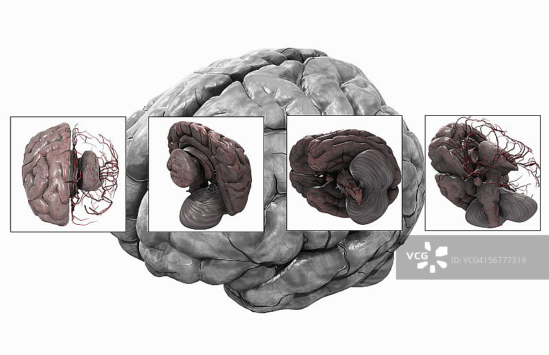 大脑解剖结构插画图片素材