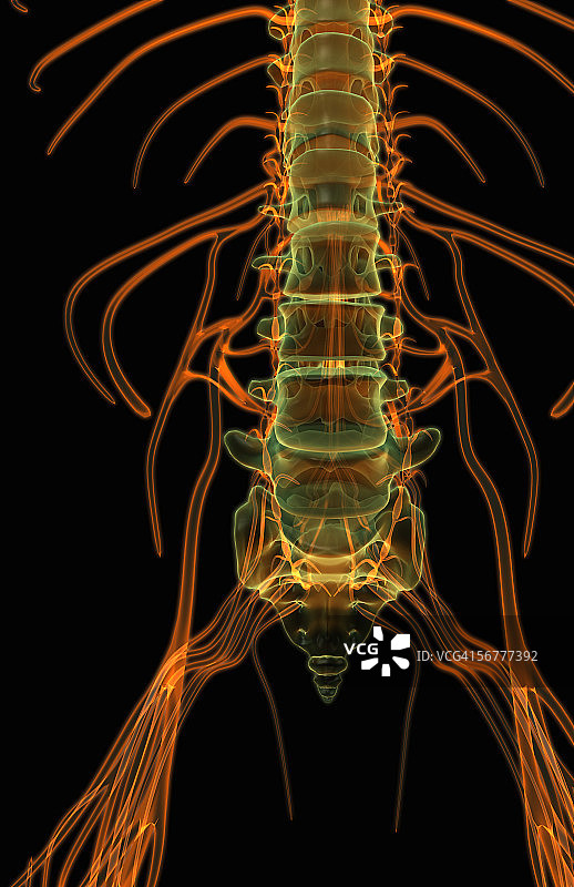 从脊柱发出的CNS前视图图片素材