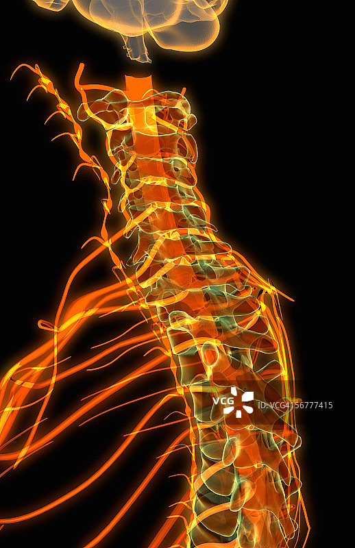 从中枢神经系统发出的脊柱的侧面风格化视图图片素材