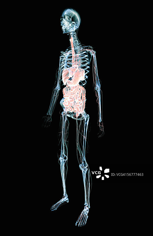 X光骨骼中胃肠和心血管系统的前倾风格化视图图片素材