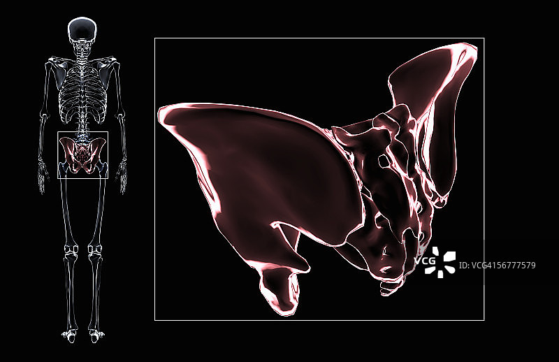 骨盆的后倾斜风格化视图图片素材