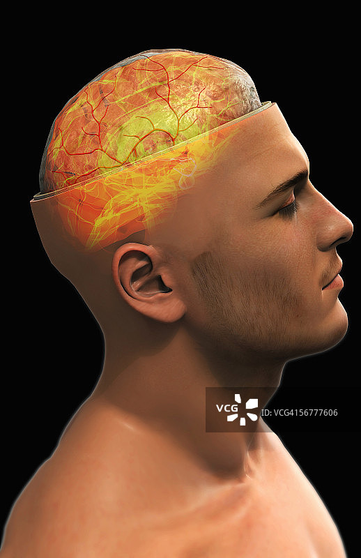 人脑的侧面风格化视图，位于剖开的头部和颅骨内图片素材