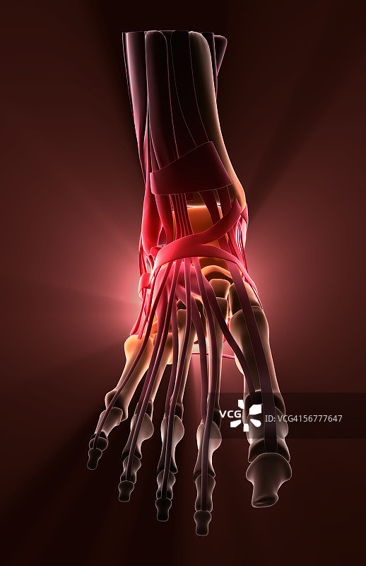 肌肉骨骼足的程式化前视图图片素材