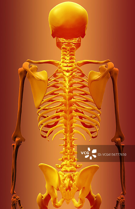 骨骼躯干后视图图片素材