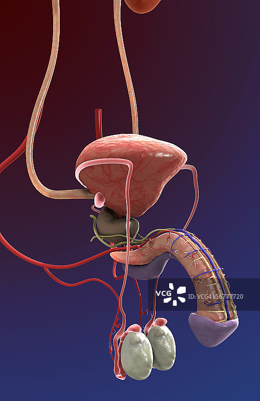 男性泌尿生殖系统四分之三侧视图图片素材