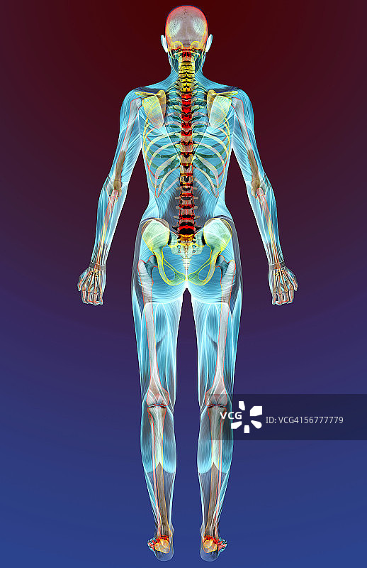 女性身体肌肉组织的后视图图片素材