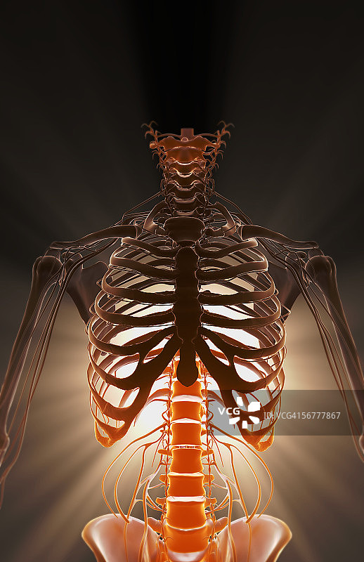躯干神经结构正面示意图图片素材