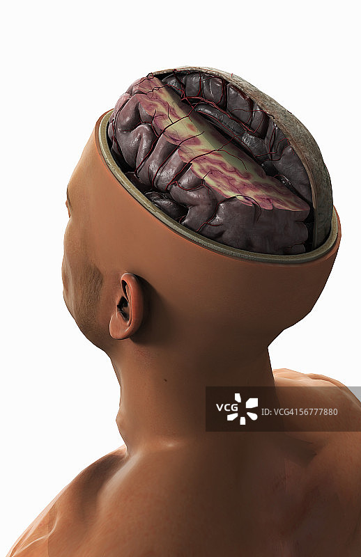 人脑后侧剖面图图片素材