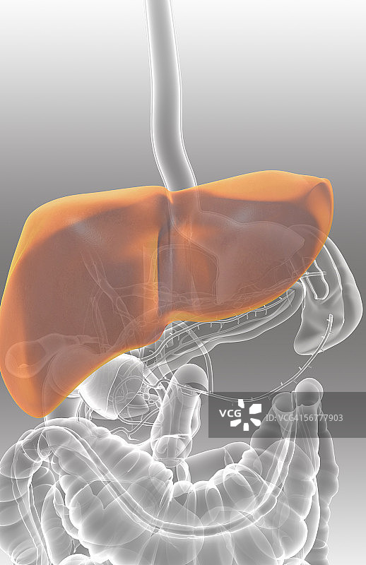 胃肠道的前部风格化视图图片素材