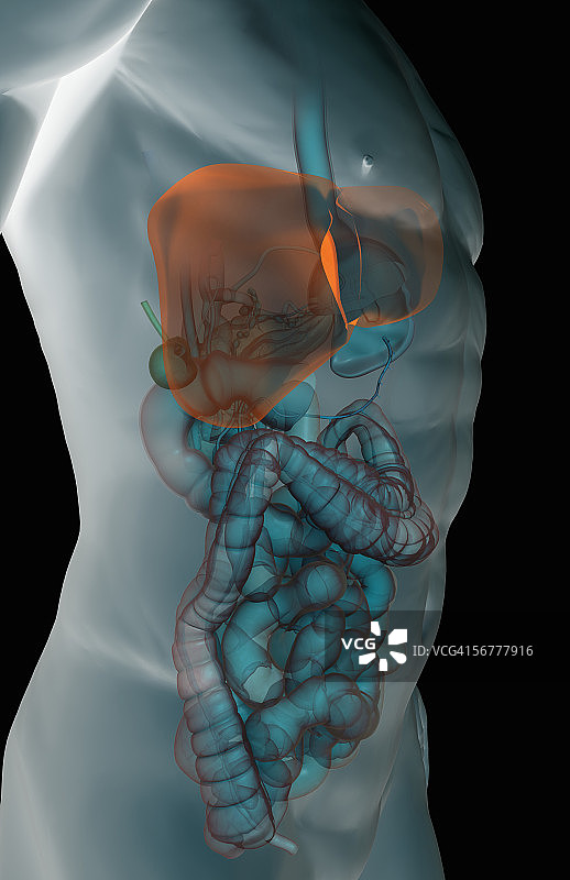 男性躯干内胃肠系统的倾斜风格化视图图片素材