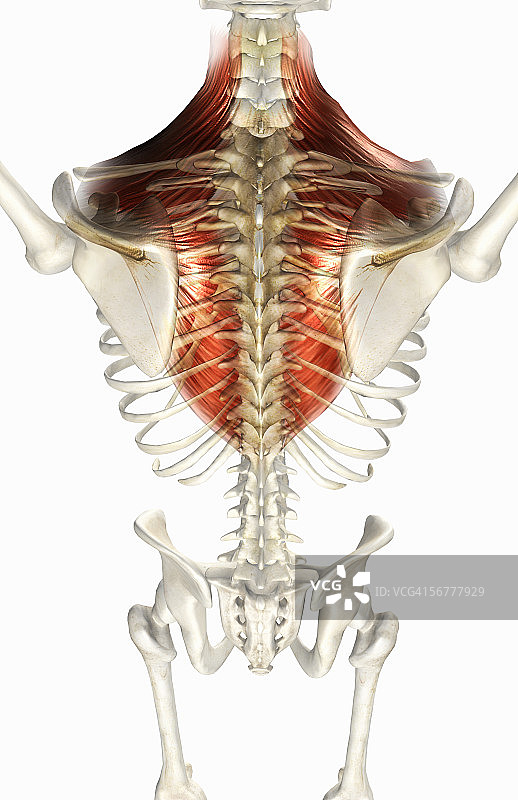 男性骨骼肌肉组织后视图图片素材