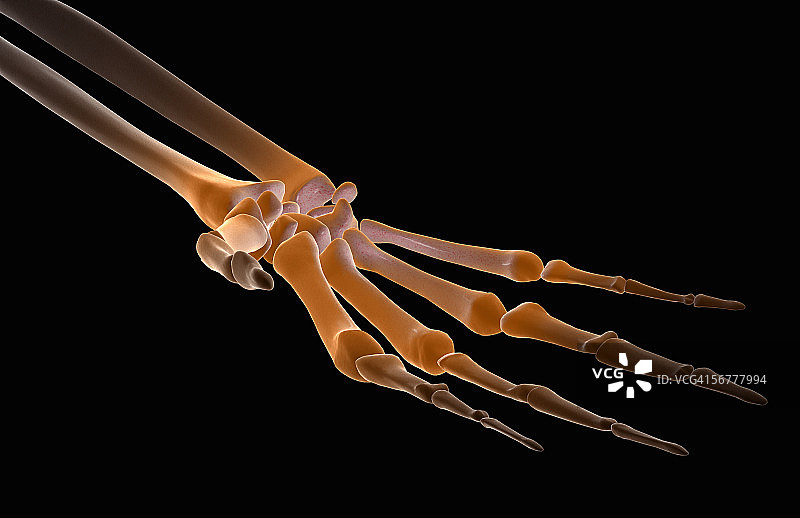风格化的张开手掌骨骼手部视图图片素材