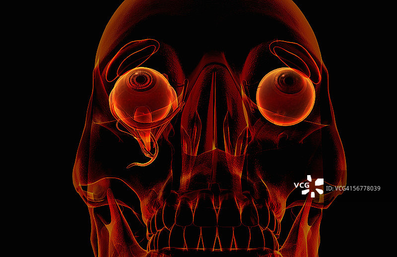 突出眼睛周围泪腺的前倾斜程式化视图图片素材