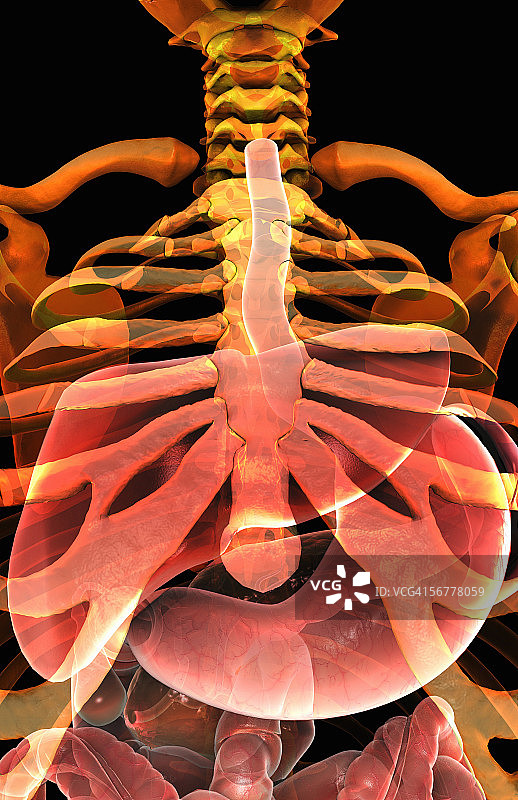 风格化的X光骨骼系统中的上消化系统图片素材