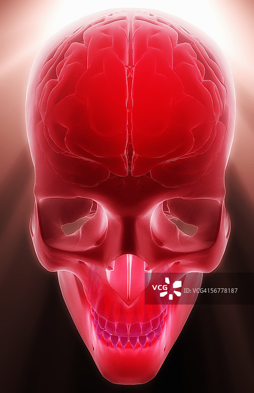 X光头骨内大脑的风格化倾斜视图图片素材