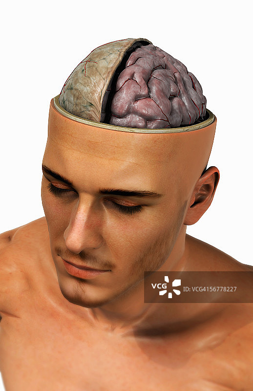 四分之三侧视人脑剖面图图片素材