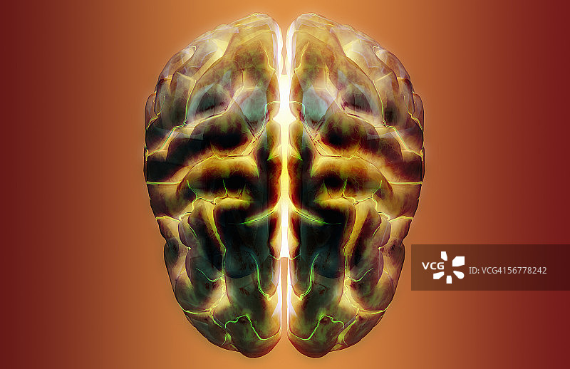 人脑的俯视角度图片素材