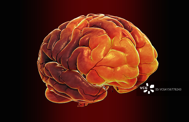 人脑的前视图图片素材